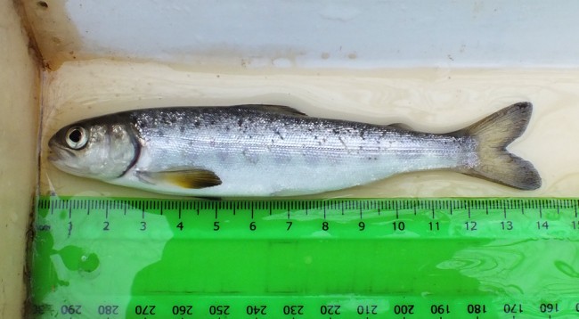 A lovely wee salmon smolt about ready to head on the trip of a lifetime. Lets hope he makes it there and back. We need every single one these days.