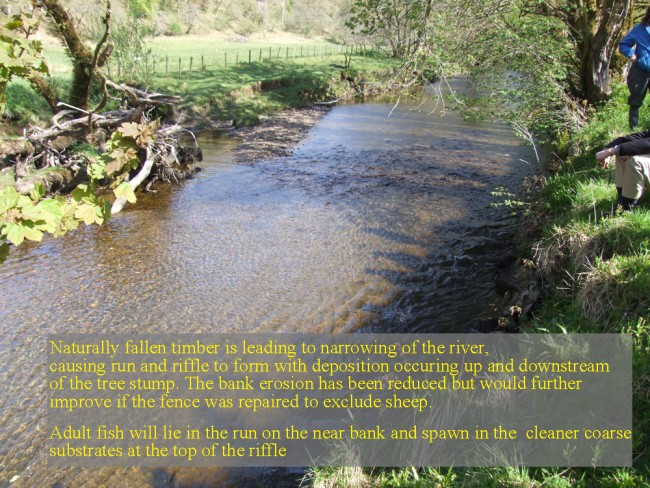 Narrowing of the river due to a fallen tree that is restoring the value of the habitat for fish and invertebrates