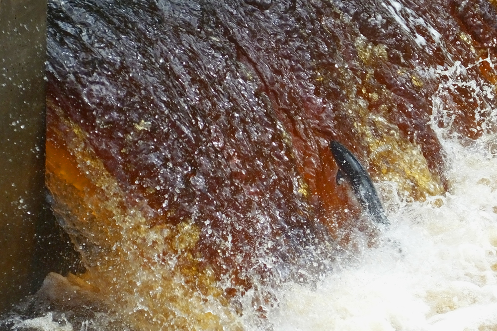 River Ayr salmon - Anderson's Weir, Catrine
