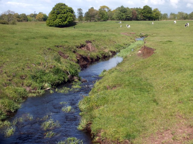 Compare this image taken 50m downstream of Whirr Bridge. Cattle graze the margins and access the burn causing erosion, siltation and faecal pollution. Overall this situation is typical of why the trout and salmon populations across Ayrshire declined as agriculture intensified. Stock fencing would go a long way to improve this situation. 