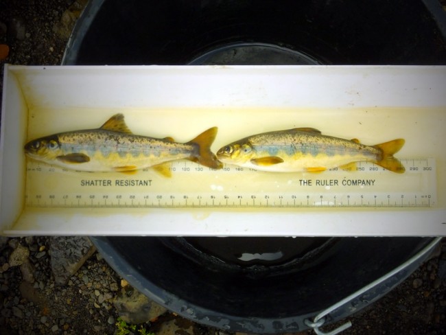 Salmon parr produced naturally in the Fenwick Water as a result of spawning in winter 2012/13