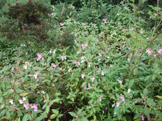 Himalayan balsam occupies sites where Japanese knotweed once dominated. This was not unexpected.