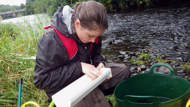 Katie measuring fry caught in the side channel downstream of Tarholm Bridge.