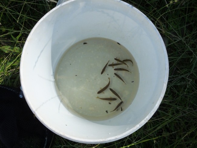 A few minnows were all the fish recorded at the lower site. Compare this catch with the bucket of trout above,  