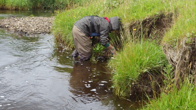 Katie planting willows at the Kames site. Salmon numbers were better than expected but could be improved.