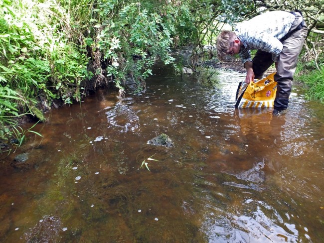 The first trout to be in the Dippol in nearly 40 years were released today. Strain is pictured letting the last few go.