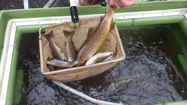 A final health check and count revealed approximately 1200 wild trout were caught and safely relocated to Kilbirnie Loch. 