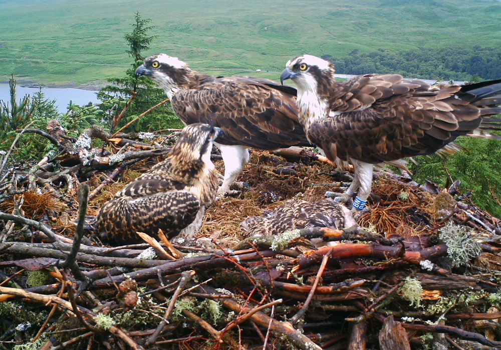 Loch Doon Ospreys and chicks 2015