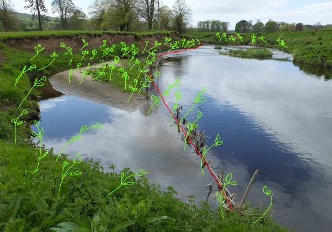 We hope to complete the spilling and plant willow cuttings to help stabilise the erosion 
