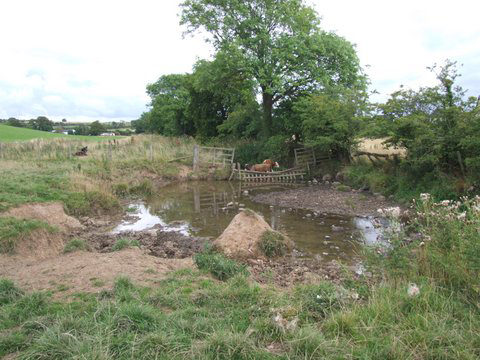 The site on the purclewan Burn prior to fencing. Apart from the silt, enrichment, and bacteria that arose from cattle access, the burn was over wide, shallow and offered no fish cover in this area. Tonnes of soil hade been lost over the years into the  burn.