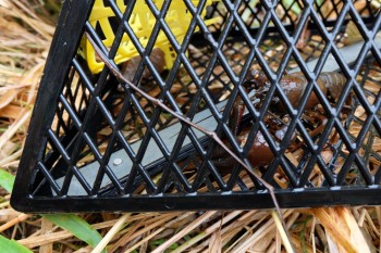 American signal crayfish in trap