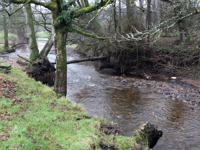 This was an area where the Trust made some alterations to improve spawning gravels and reduce erosion on the Culroy. What we have found is that the gravel has been cleaned, and erosion reduced with better spawning habitat being created.