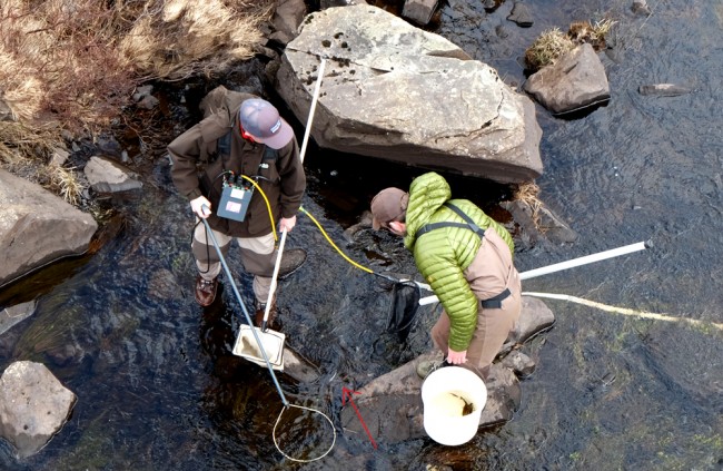 Electro fishing on the Garple. A salmon pre smolt can be seen at the arrow head but I don't think Struan (holding the bucket) had seen it at this point. Muir is on the anode.