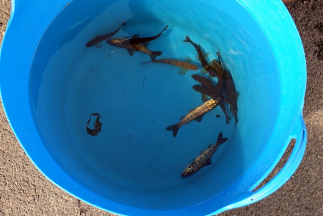 Once the tags are in, the adipose fin is clipped and the fish are placed in a record bucket for about half an hour to make sure they are all ok before release.