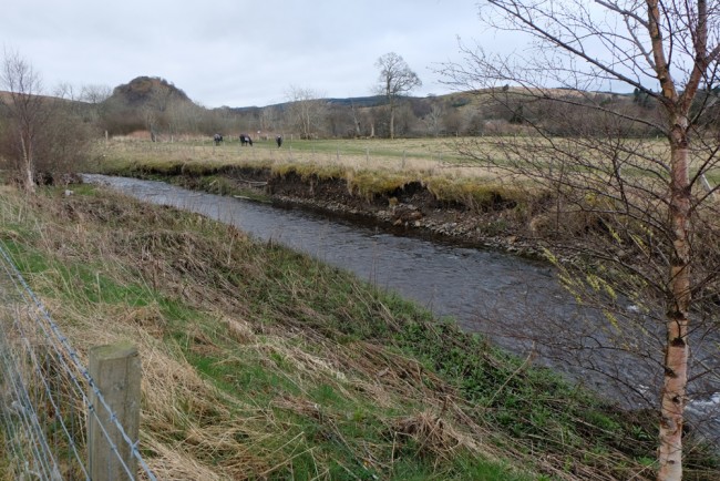 Erosion occurring in an artificially straightened stretch of the Cummock Burn