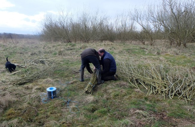 Trying the cut willow into faggots for transport.