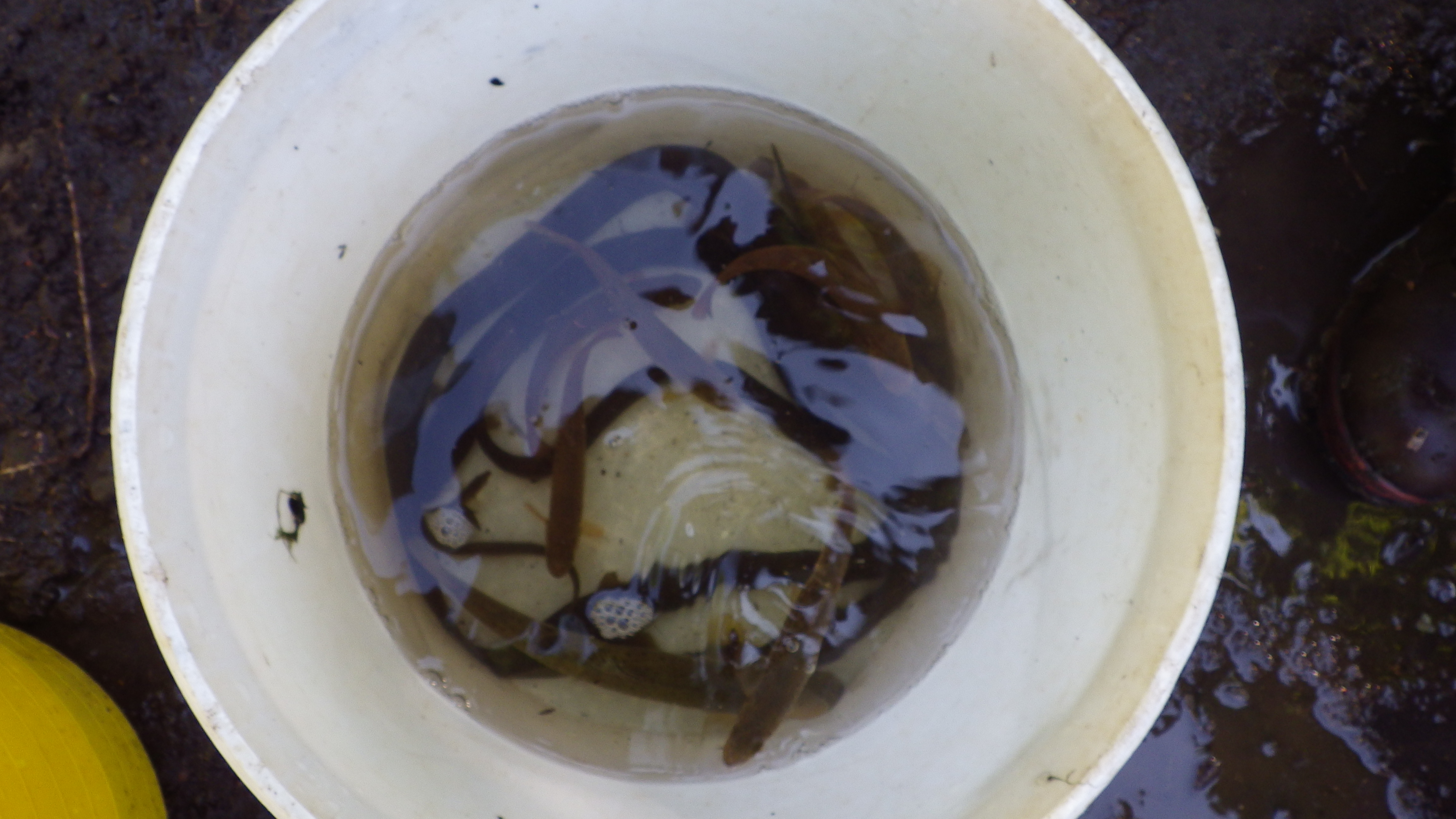 Skeldon Mill fish rescue - a bucket of trout, salmon, eels and stickleback