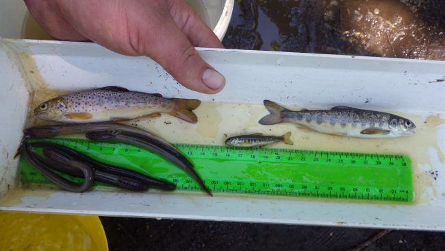 Trout, Salmon and Lamprey from the smaller Lade