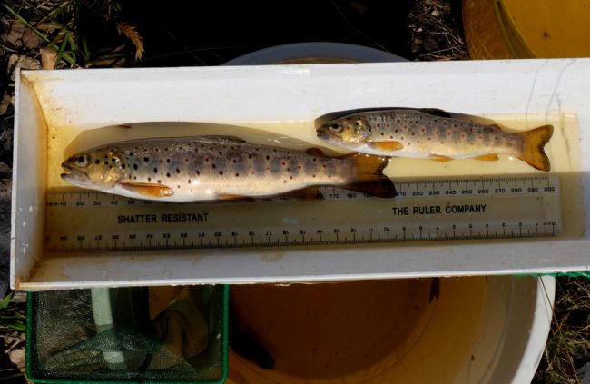 A brace of lovely wee Ponesk trout
