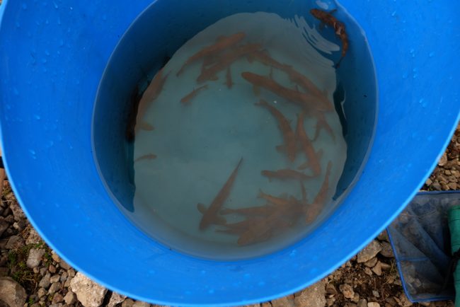 A bucket of trout and salmon captured in a tributary of the loch.