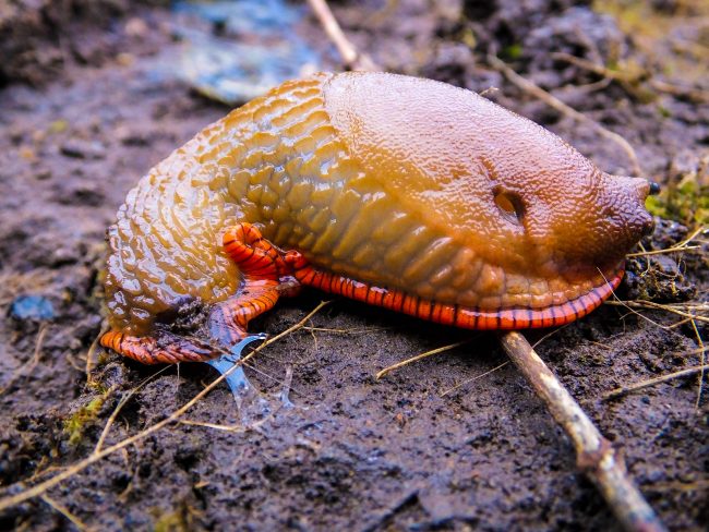 A colourful slug with a vivid orange foot fringe.
