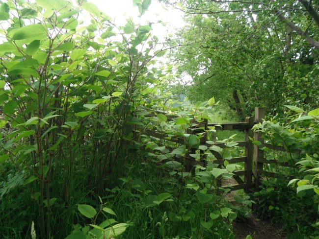 An example of a path network being gradually lost to Japanese knotweed - without control paths can easily be lost to this plant