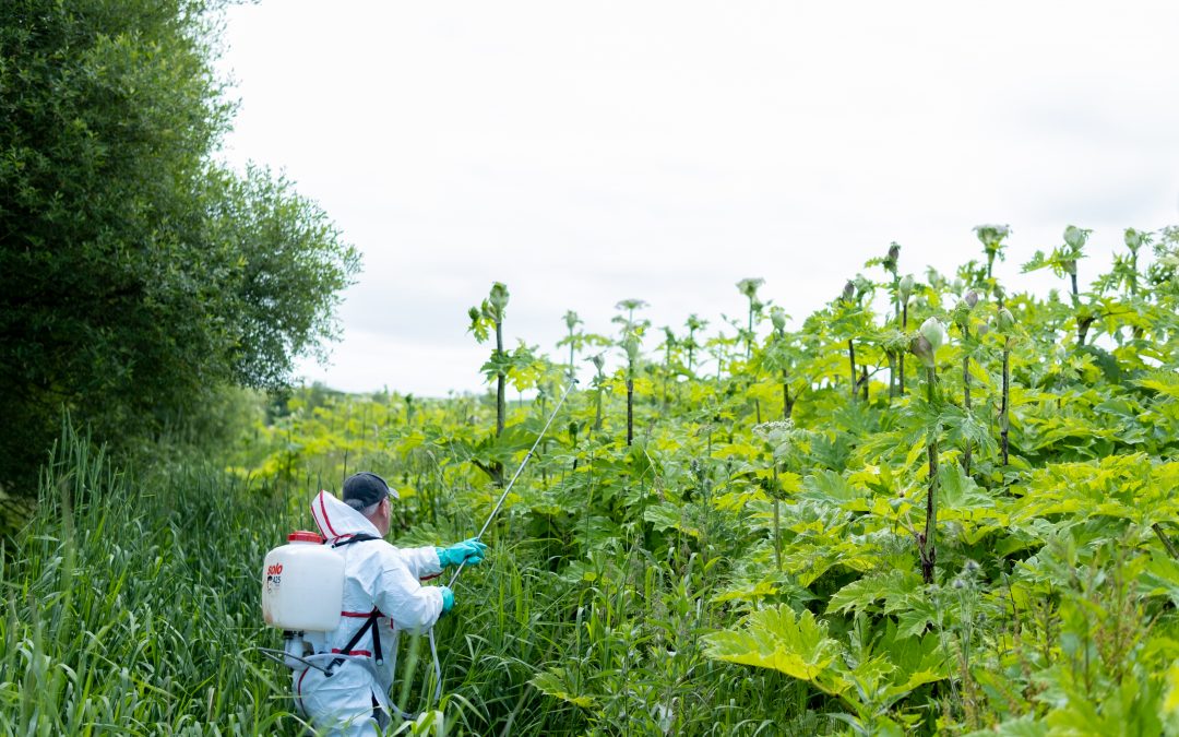 Girvan and Stinchar Invasive Plant Species Control – Volunteers Required!