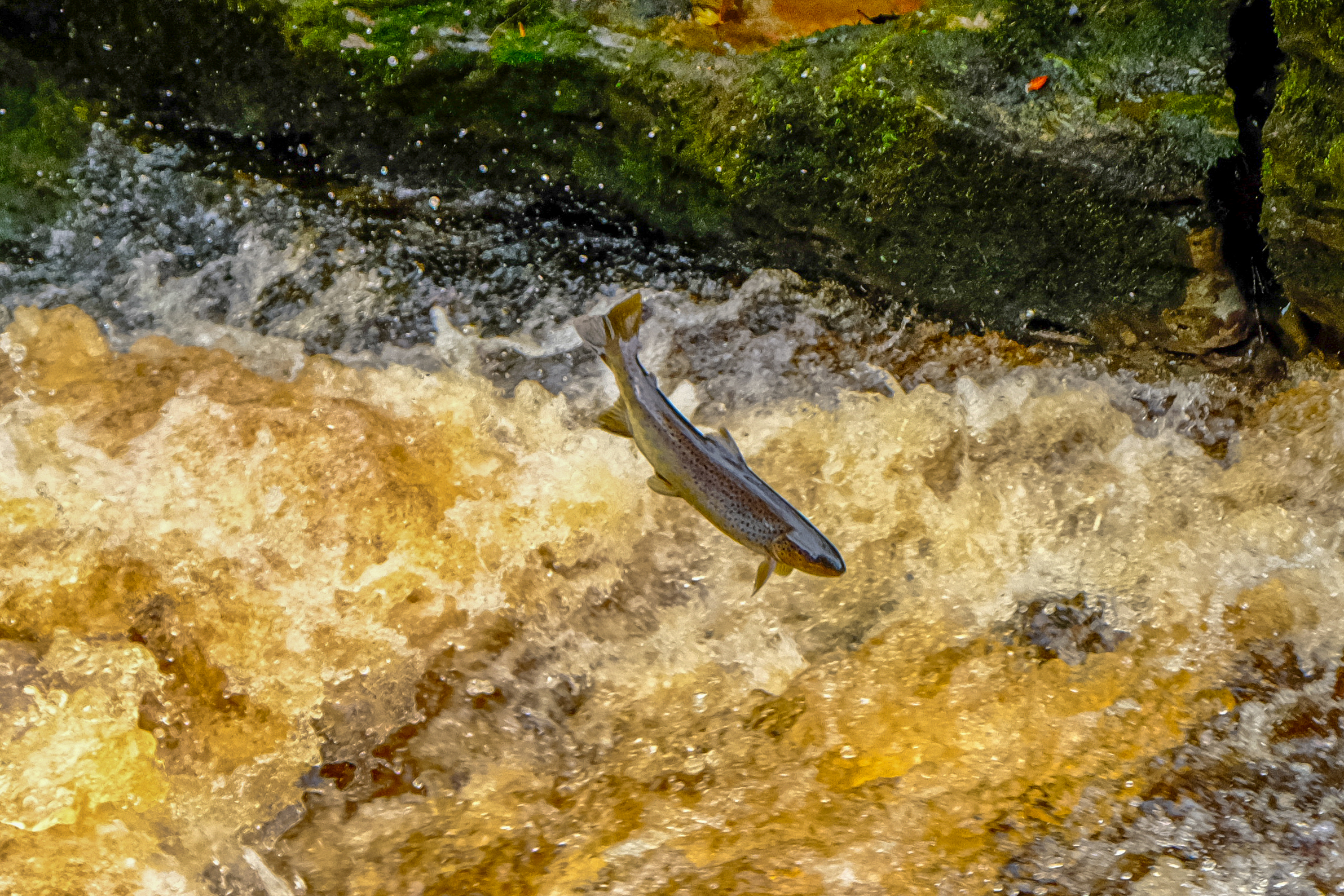 Trout jumping