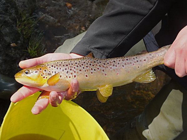 Glenmuir - big trout