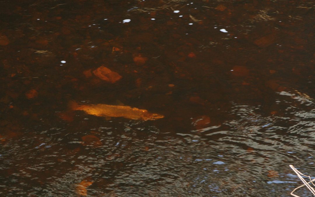 SFCC 21st Annual conference (and more)