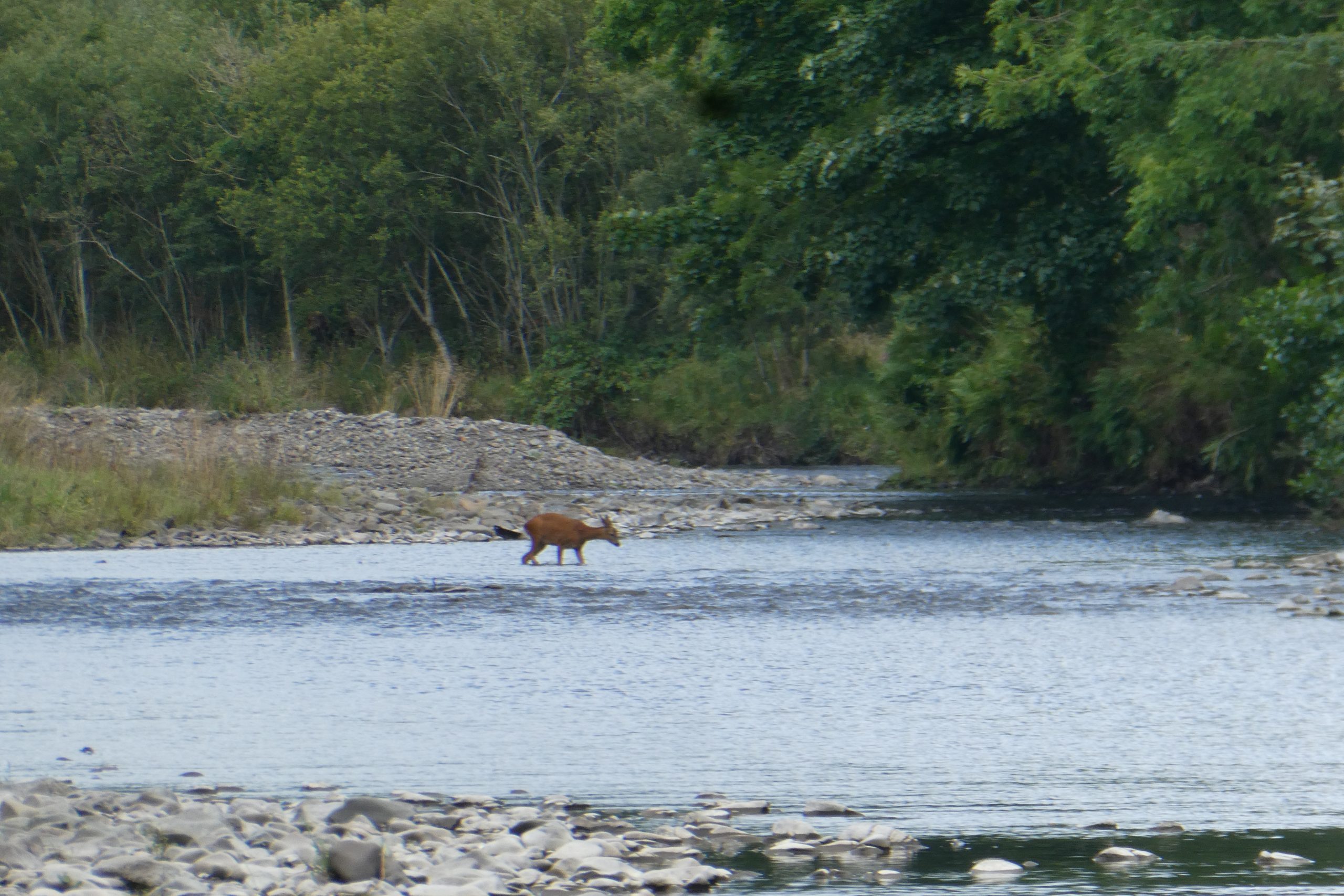 Red deer in the River Stinchar