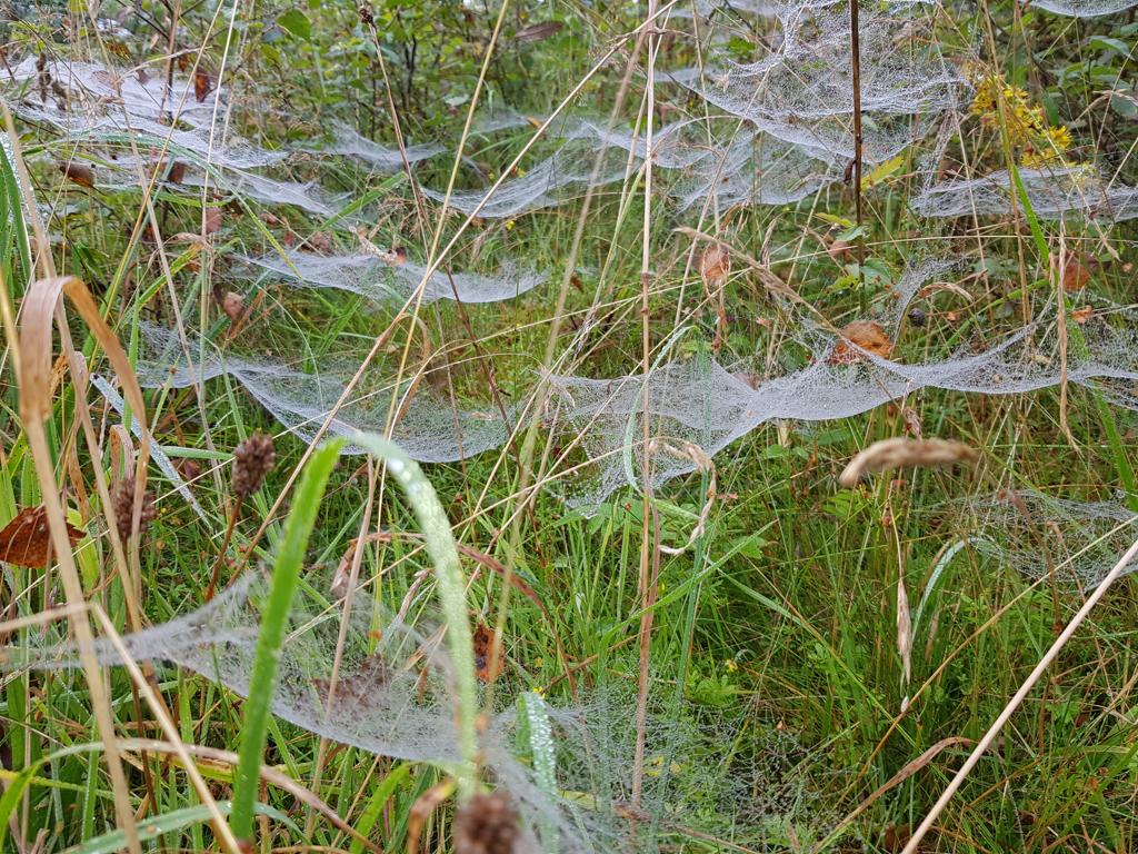 Spiders Webs - Biodiversity