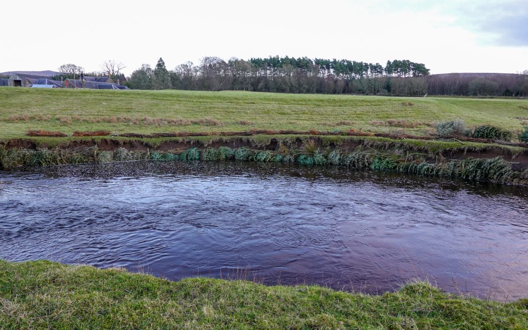 Sea Lice out of control on Scottish Salmon Farms