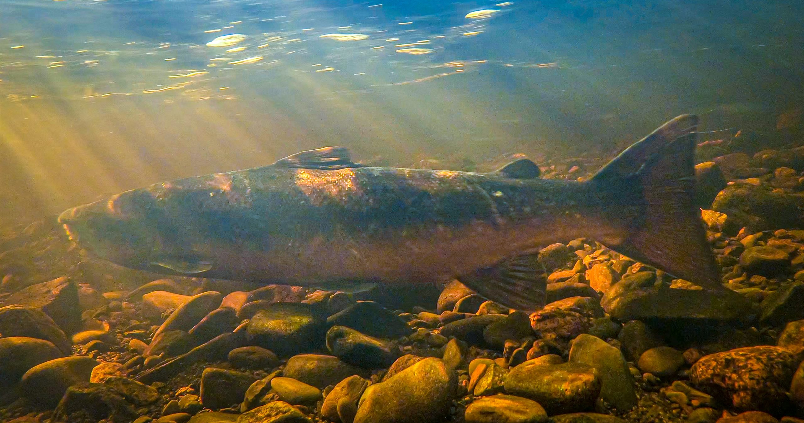 Salmon spawning Girvan