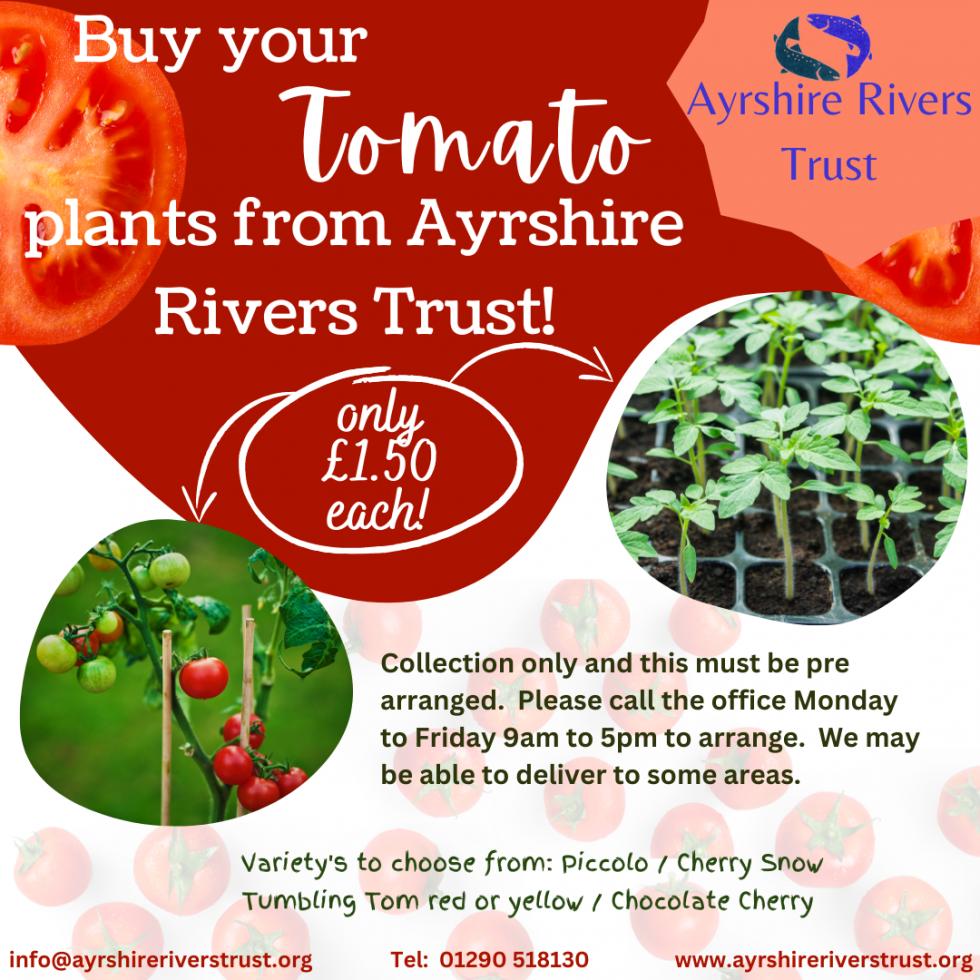 Tomato Plants for Sale Now! Ayrshire Rivers Trust