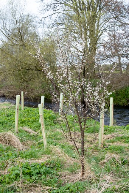 River Irvine Tree Planting