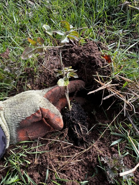 Greening the Banks of the Water of Girvan Project Update #4