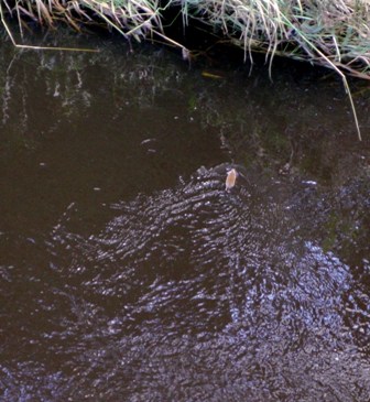 A water vole on the Irvine