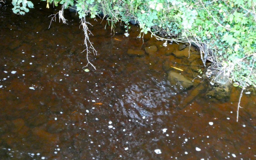 Pollution incident kills fish