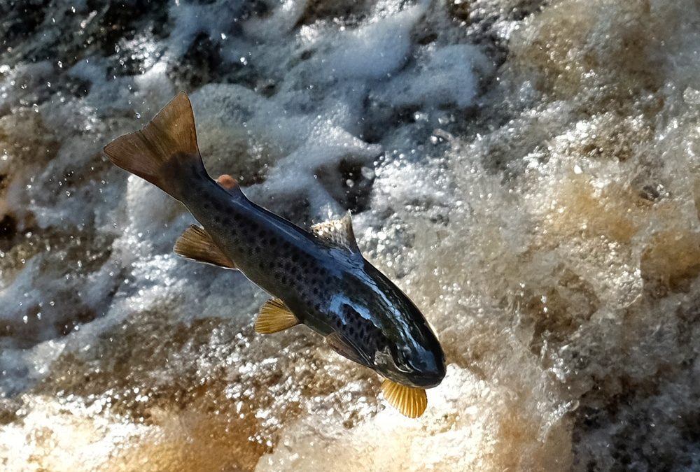 Trout Migration