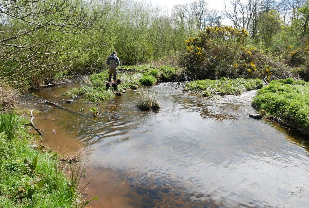 Culroy Burn (Doon catchment) Update – nearly 9 years after the first improvements were made