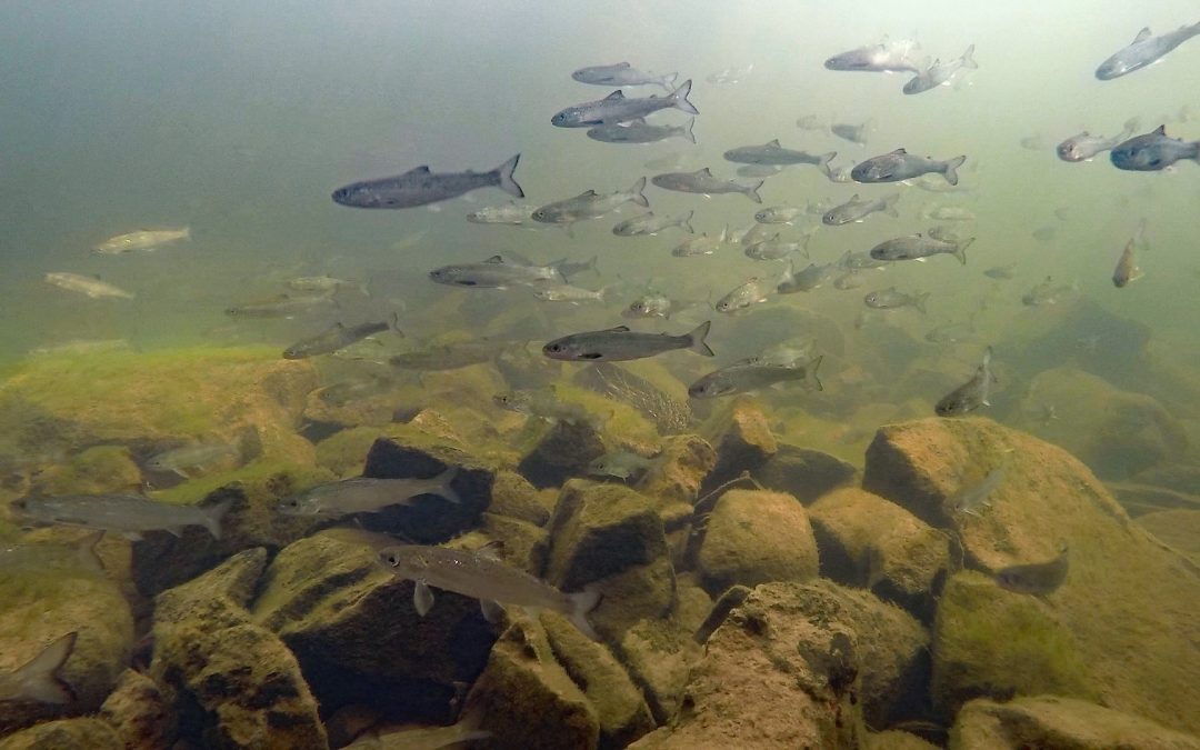 The first spate in May takes the smolts away