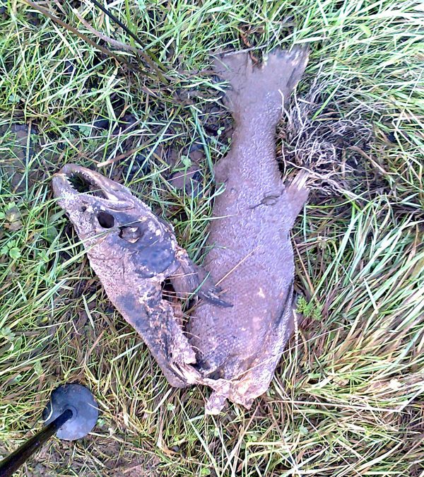 Spawning on the ever changing Greenock Water