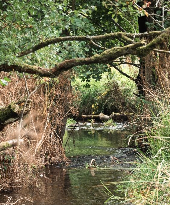Monitoring the Recovery of the Brockloch Burn.