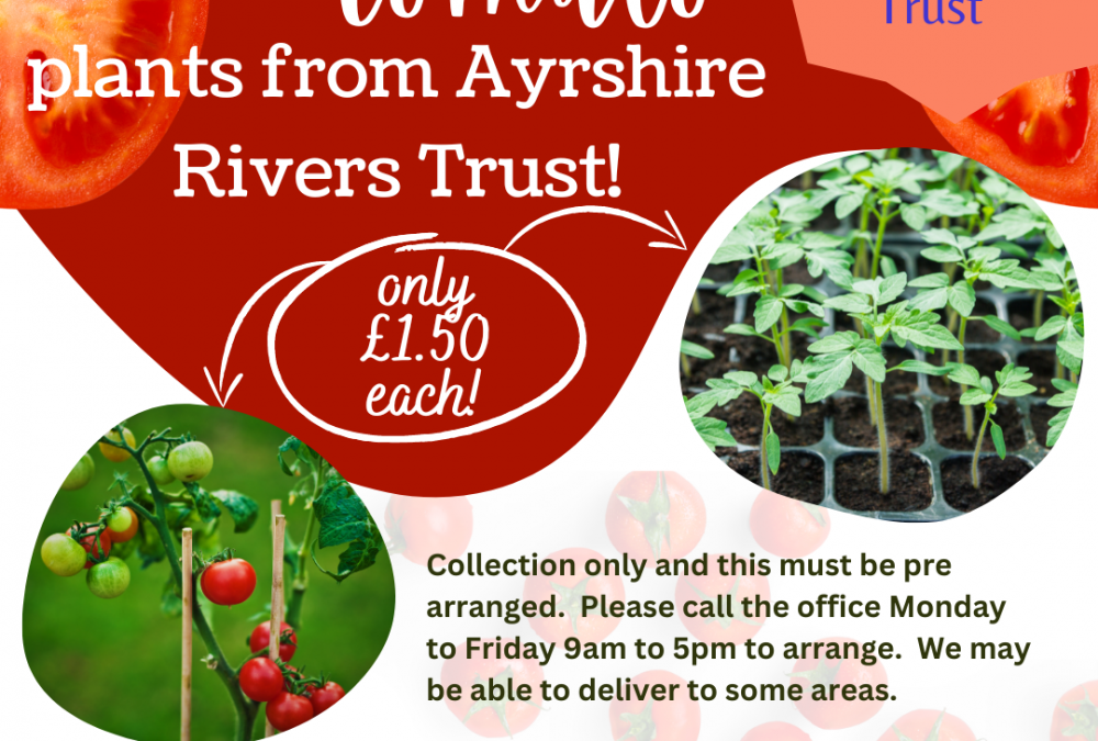 Tomato Plants for Sale Now!